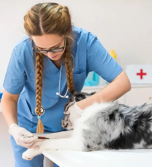 Petflix Vet Clinic