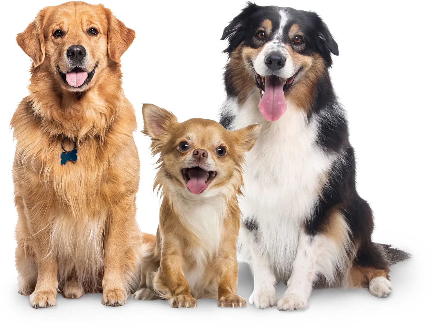The Barking Lot | Al Quoz