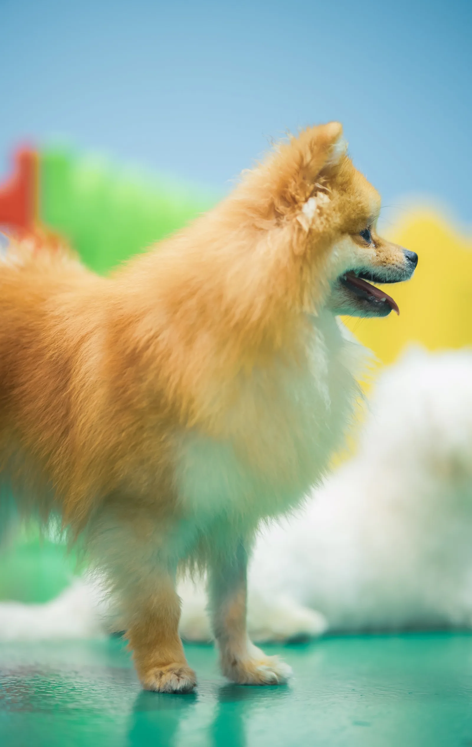 Pet Fun Park - Dog Boarding, Dog Daycare & Pet Grooming