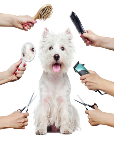 Pet Loft Dubai