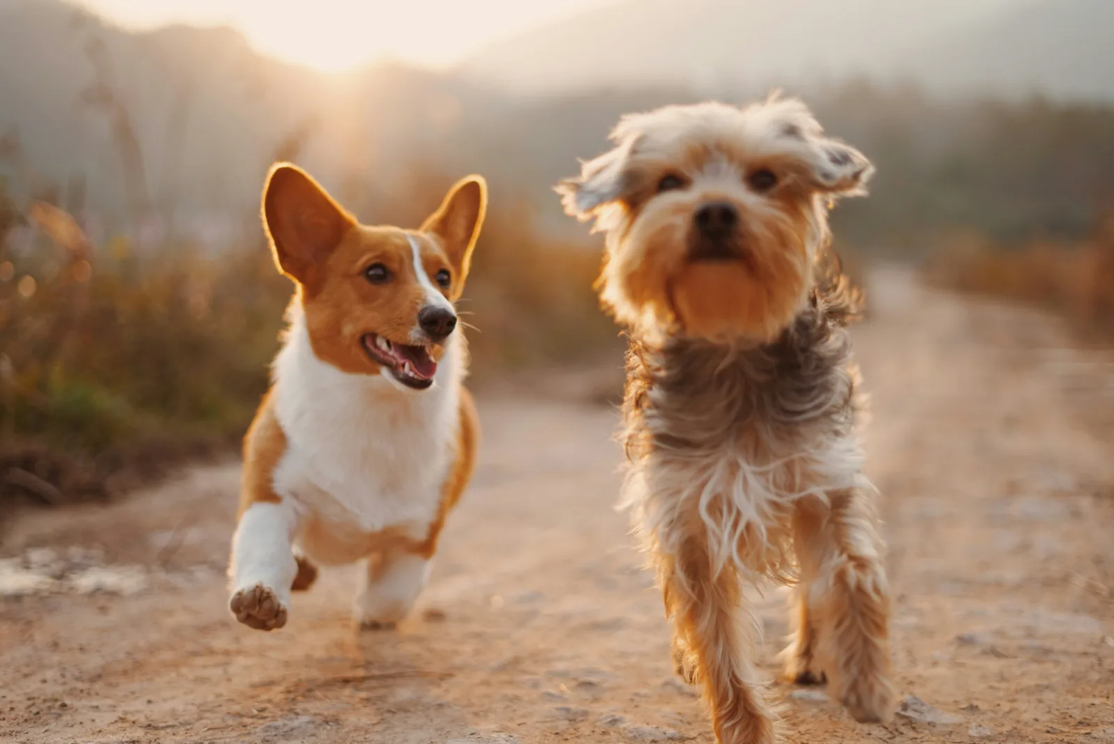 Ritz Pups