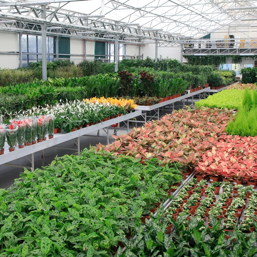 Black Tulip Flowers LLC - Garden Center Dubai - Indoor Plants in Dubai
