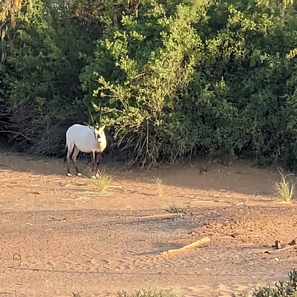 Dubai Desert Conservation Reserve