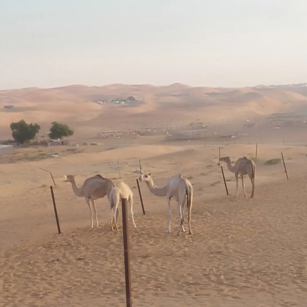 Dubai Desert Safari Rides