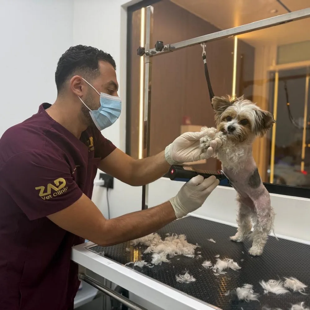 ZAD VETERINARY CLINIC DUBAI