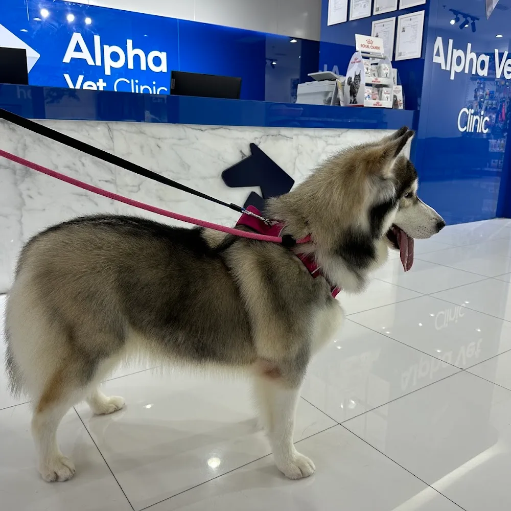 Alpha Vet Clinic Dubai