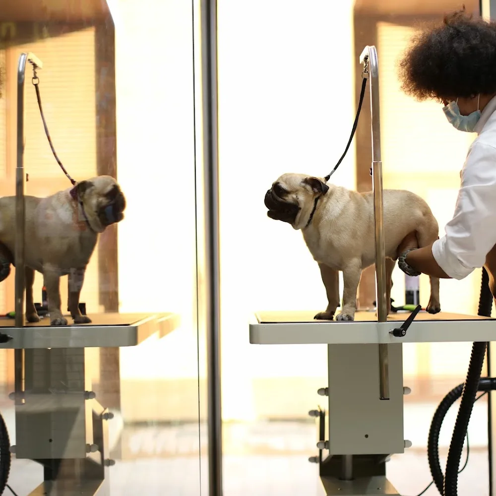 Mesho Pet Grooming Salon