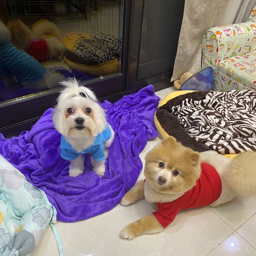 Dubai Pets Grooming