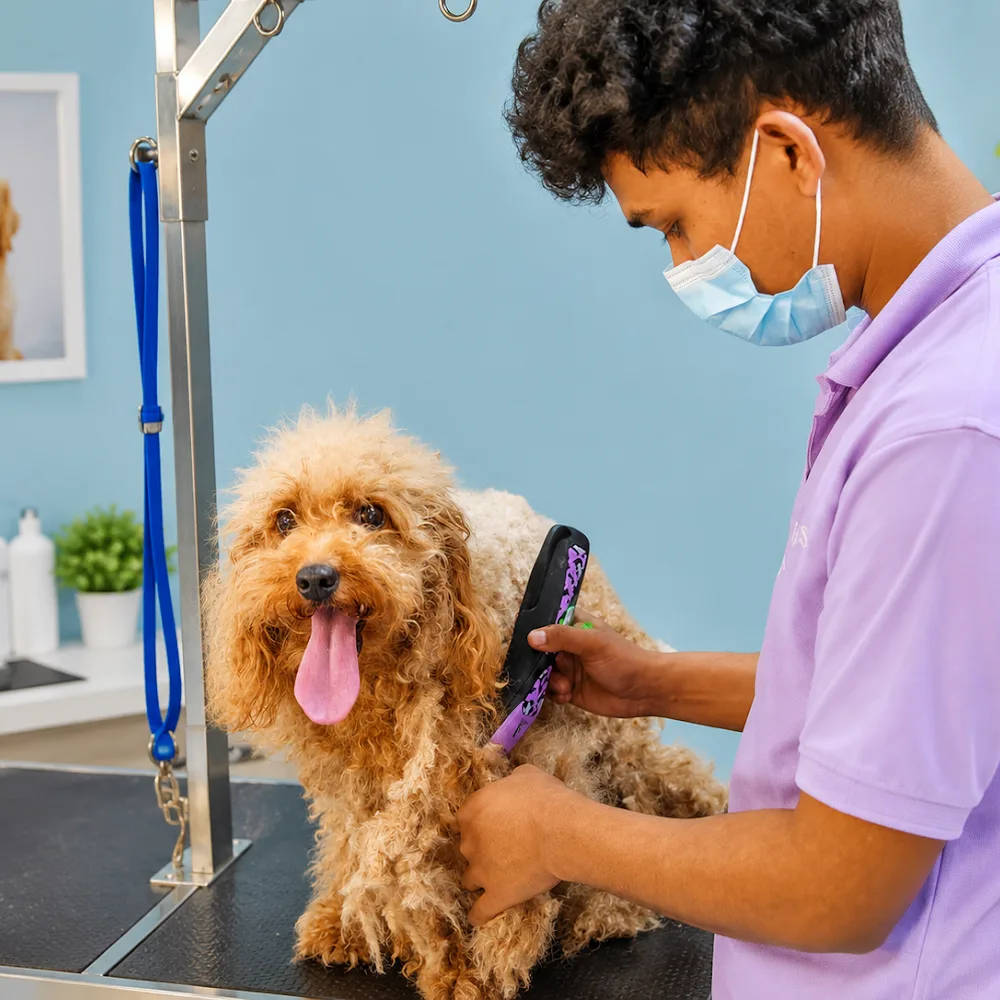 Paws Up Pet Grooming & Pet Shop – JVC Dubai