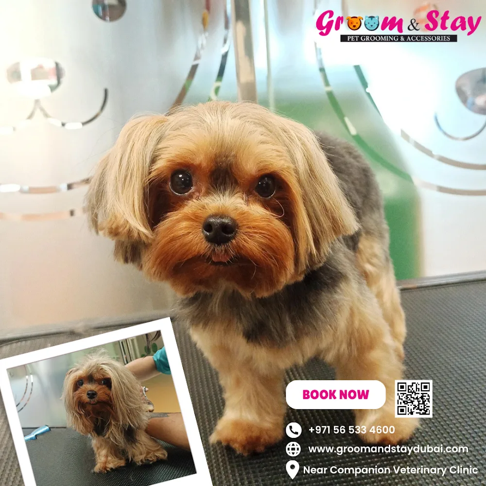 Groom&Stay - Pet Grooming and Accessories