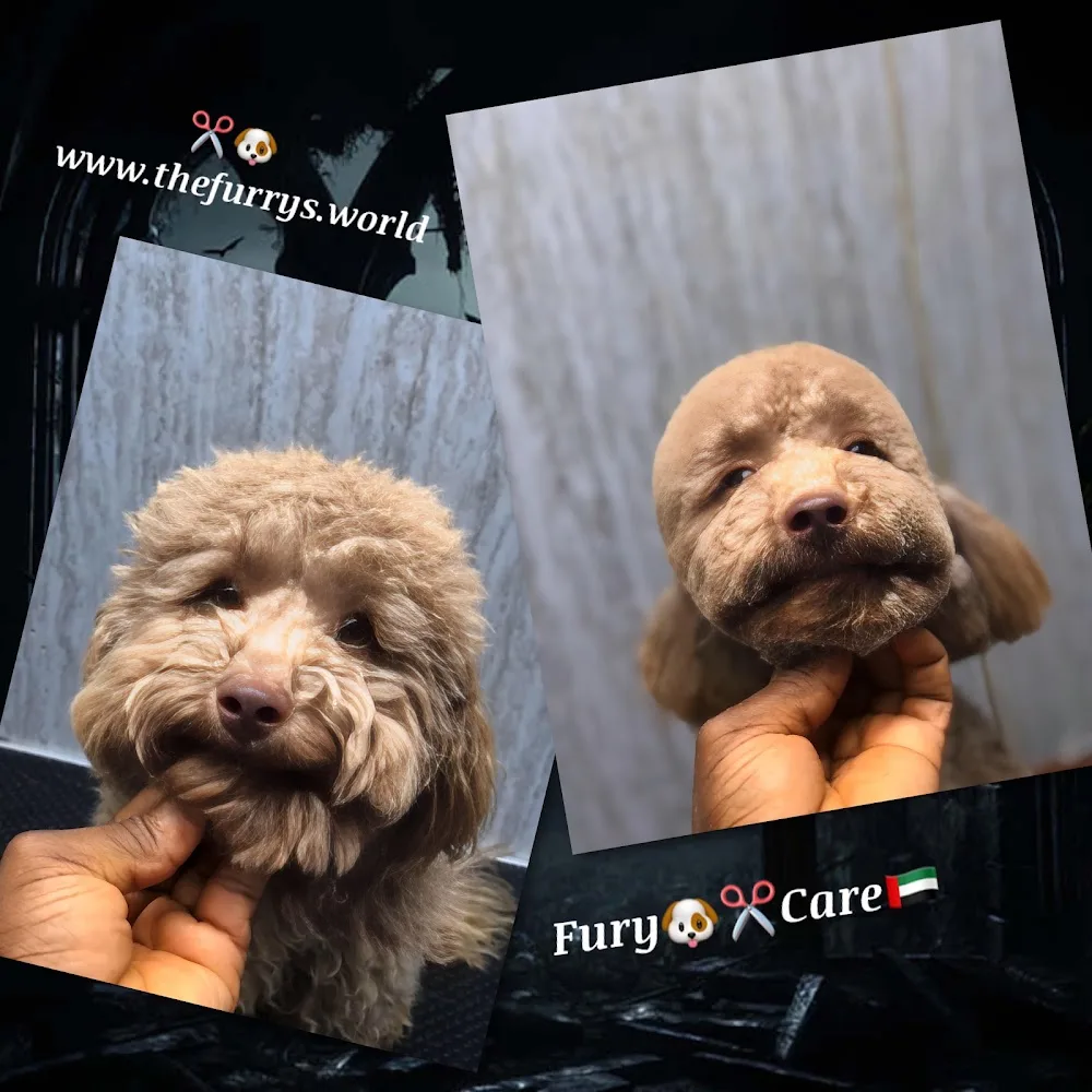 THE FURRYS | Home Pet Grooming Dubai