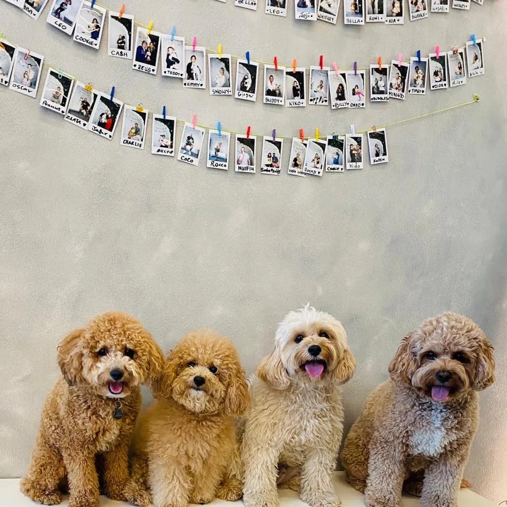 Tiny Paws UAE