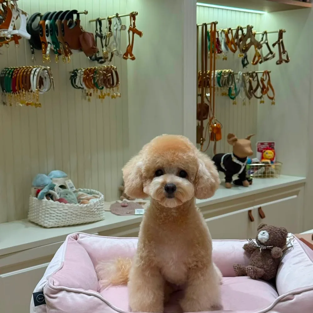 Grooming & Lounge