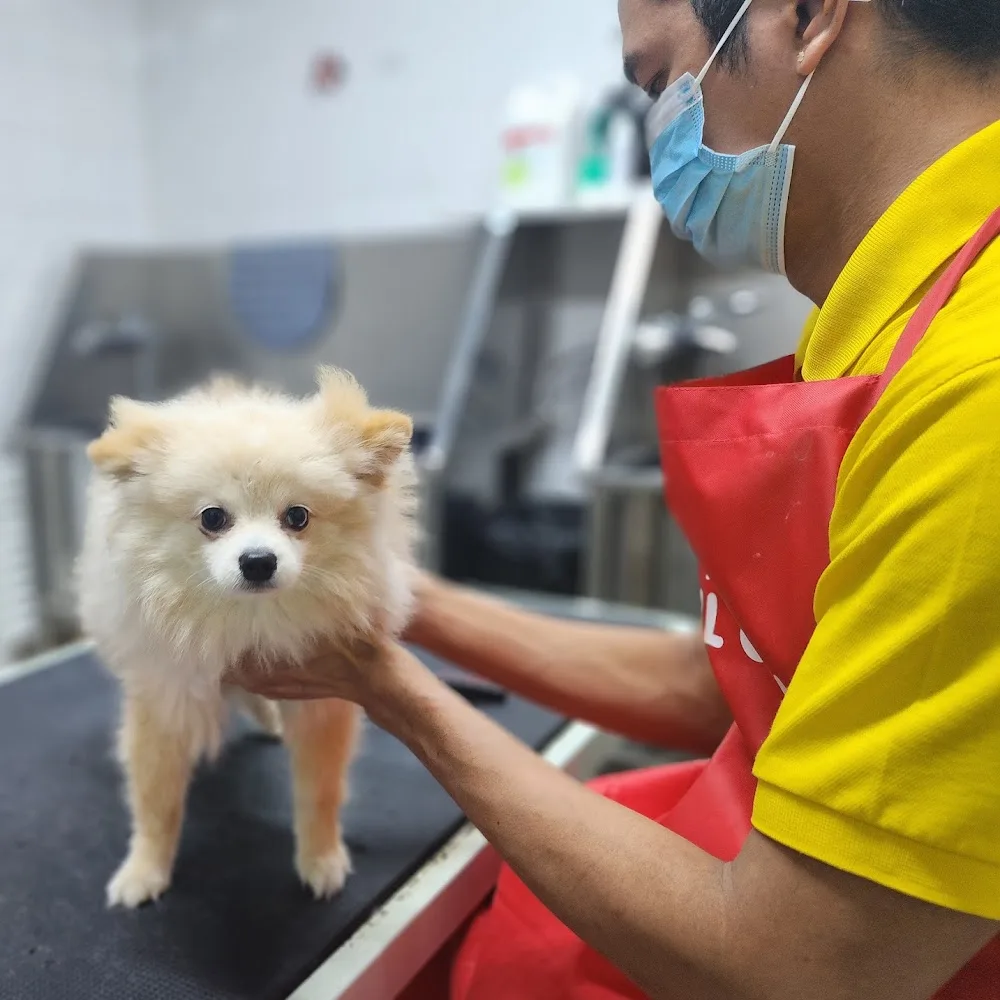 Pet Avenue Boutique and Spa