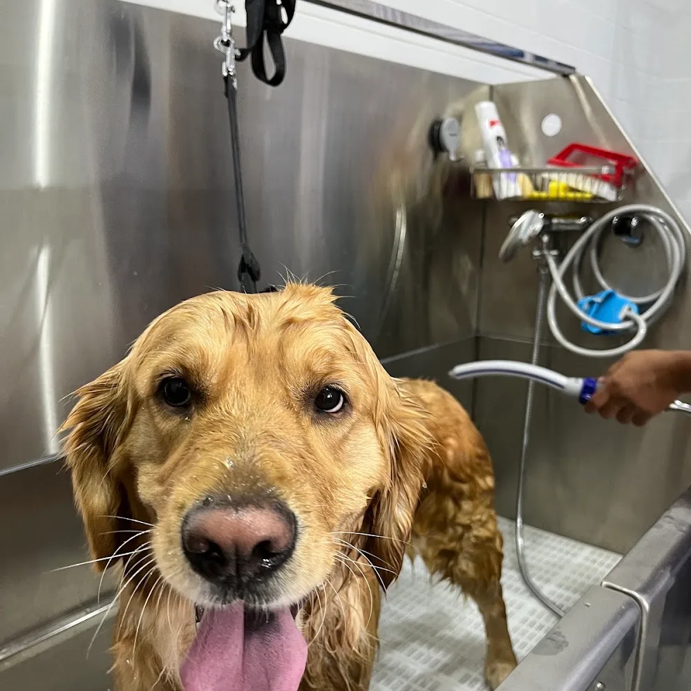PerkPets Pet Supplies & Grooming Store - Silicon Oasis