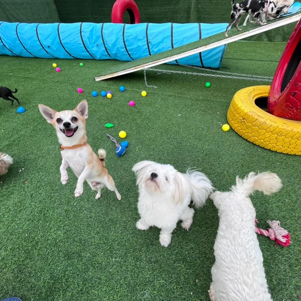 Petlove - Pet Boarding l Daycare l Pet Grooming l Pet Shop l Pet Taxi