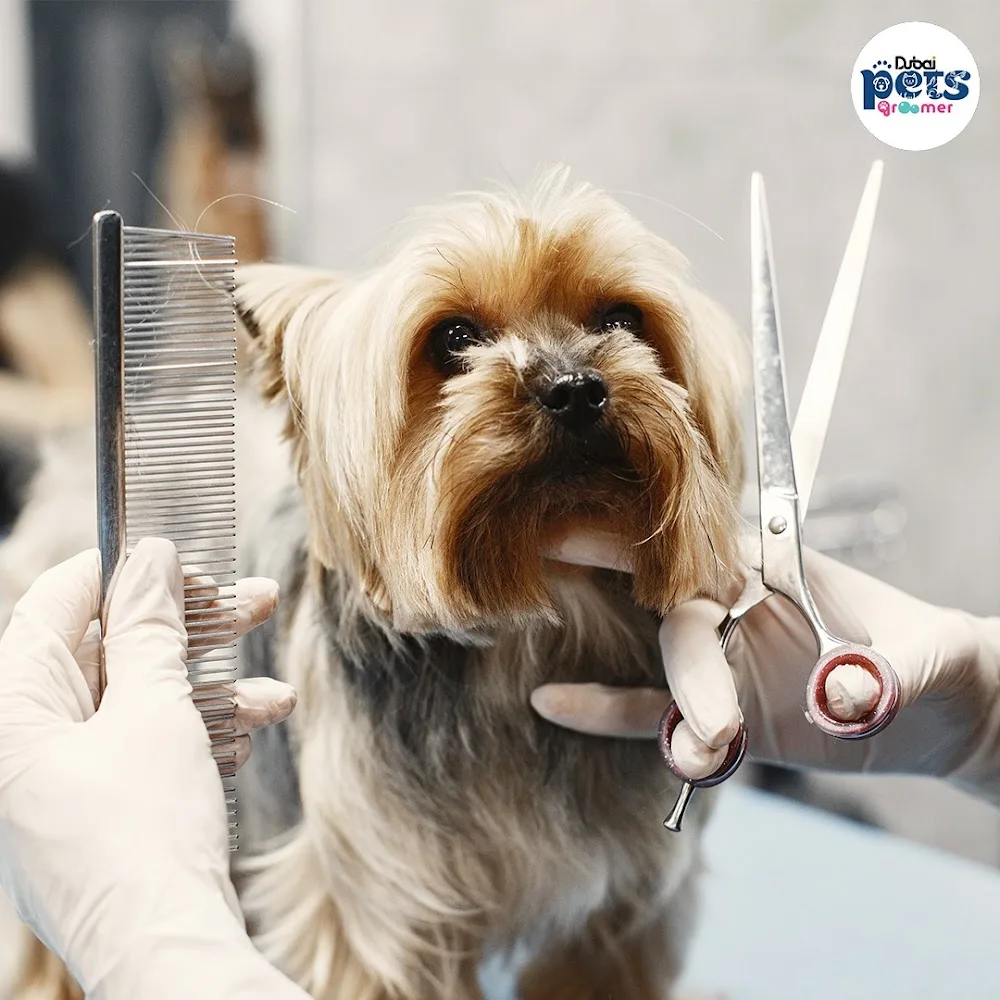 Dubai Pets Groomer