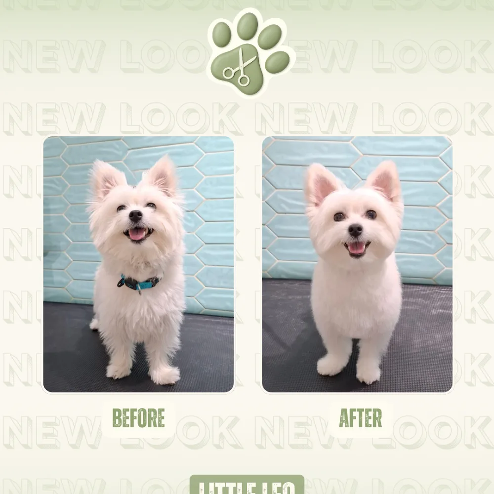 Luma Pets Saloon