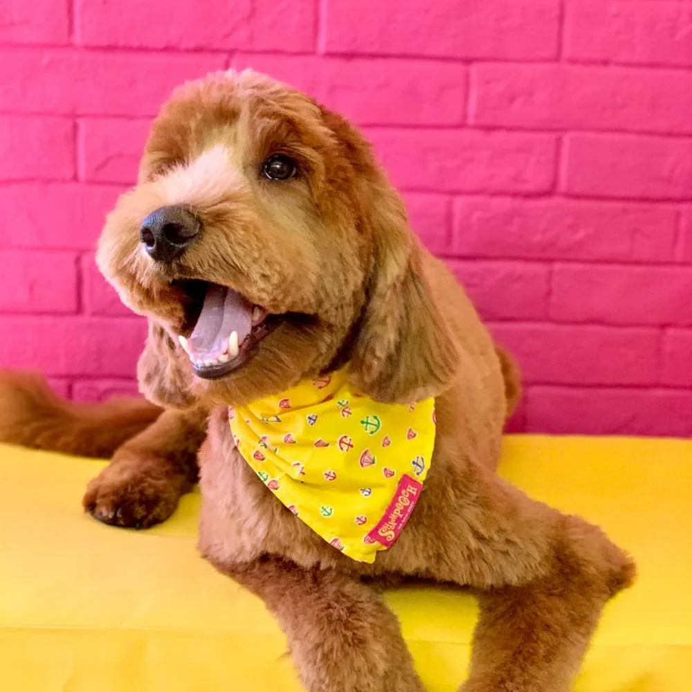SHAMPOOCH Pet Grooming