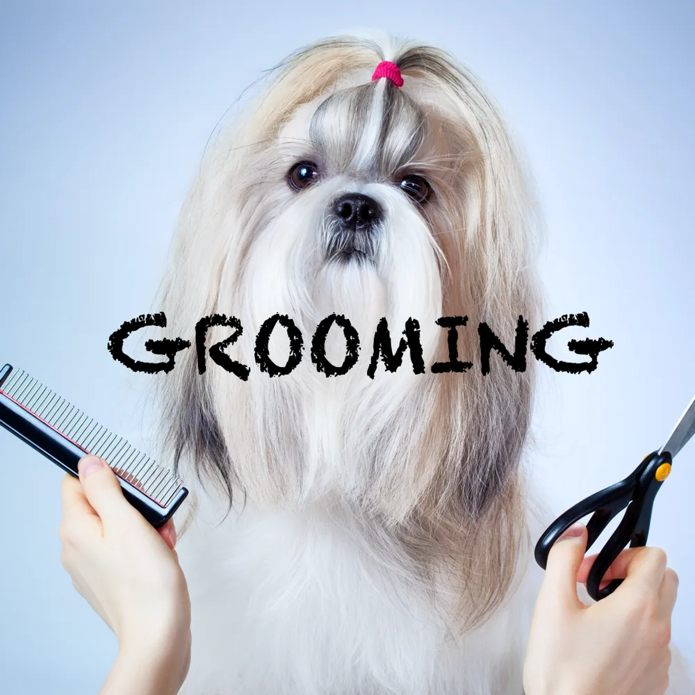 Unleash Dubai (Pet Boarding, Daycare & Grooming)