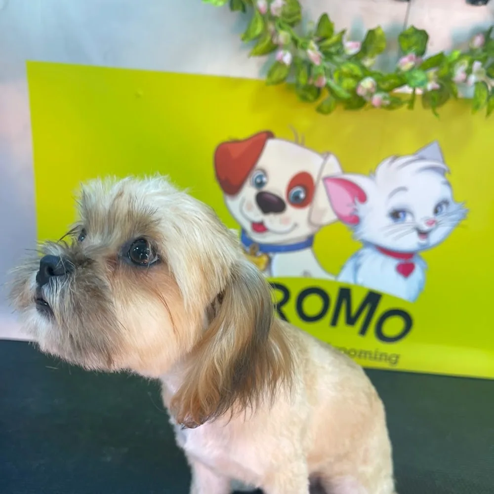 Gromo mobile pets Grooming