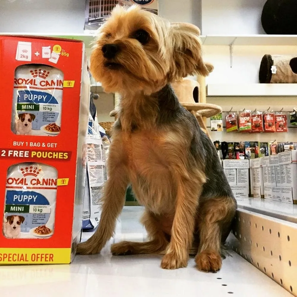 Furry Friends JVC