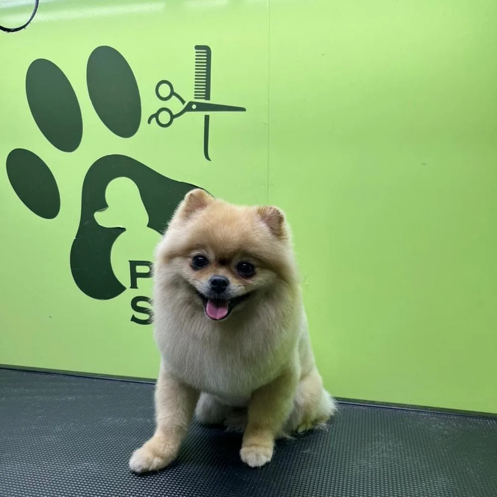 Paws Stylist Mobile Grooming Dubai