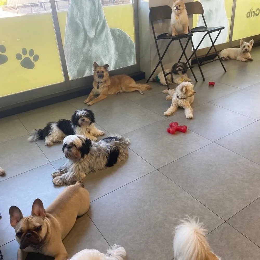 Cooper's Crib Pets Nursery