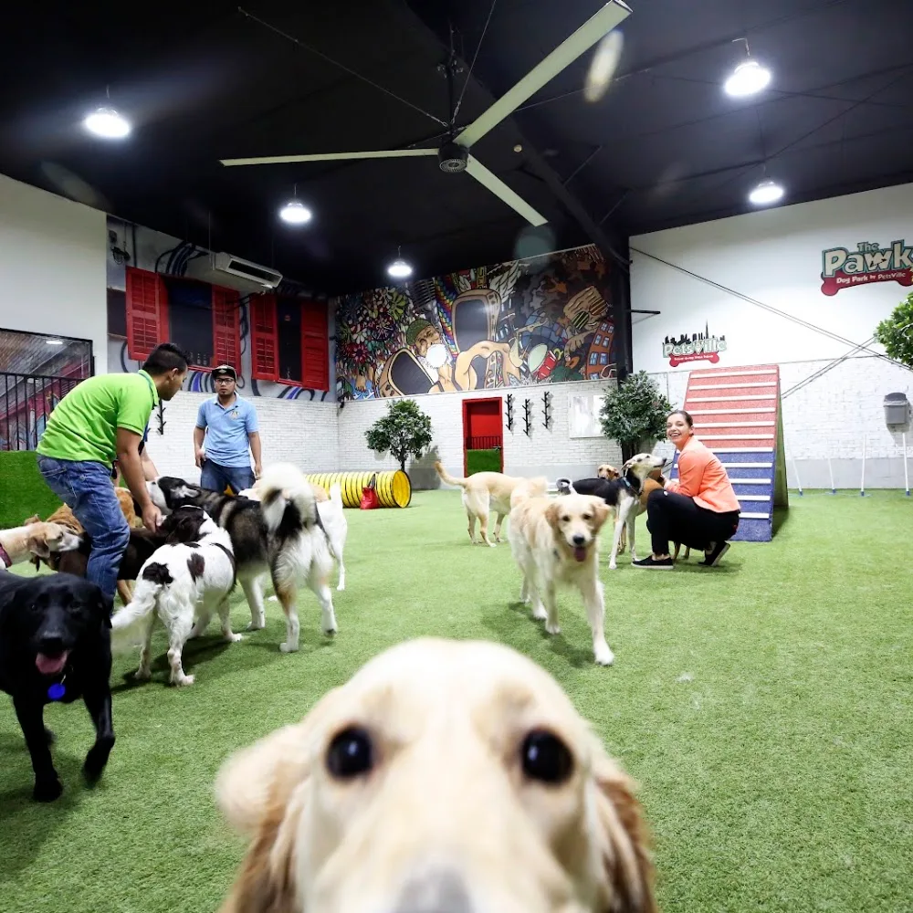Petsville | Luxury Dog Staycations | Active Daycare | Grooming