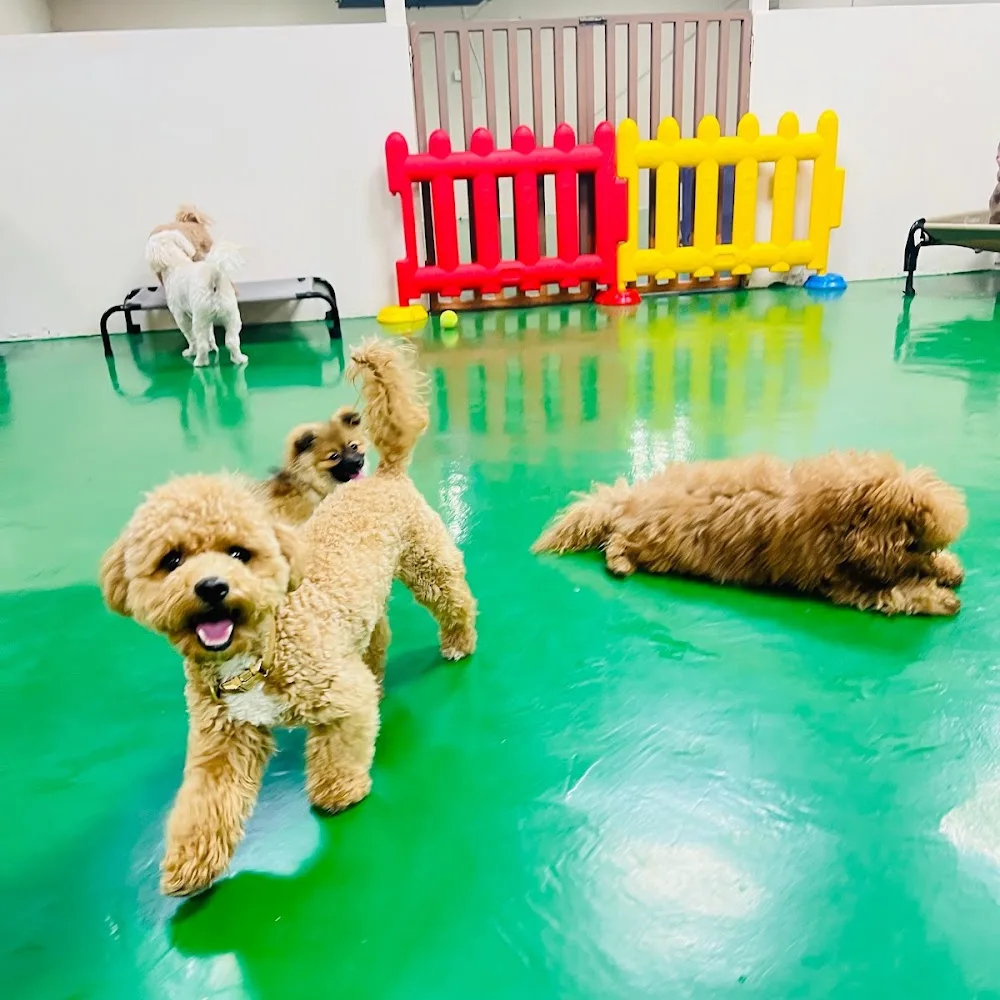 BarkVille