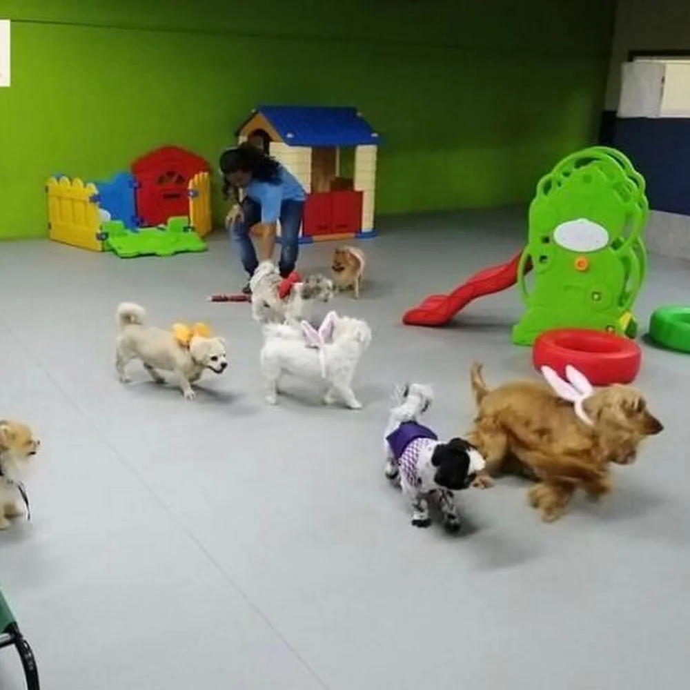House of Paws