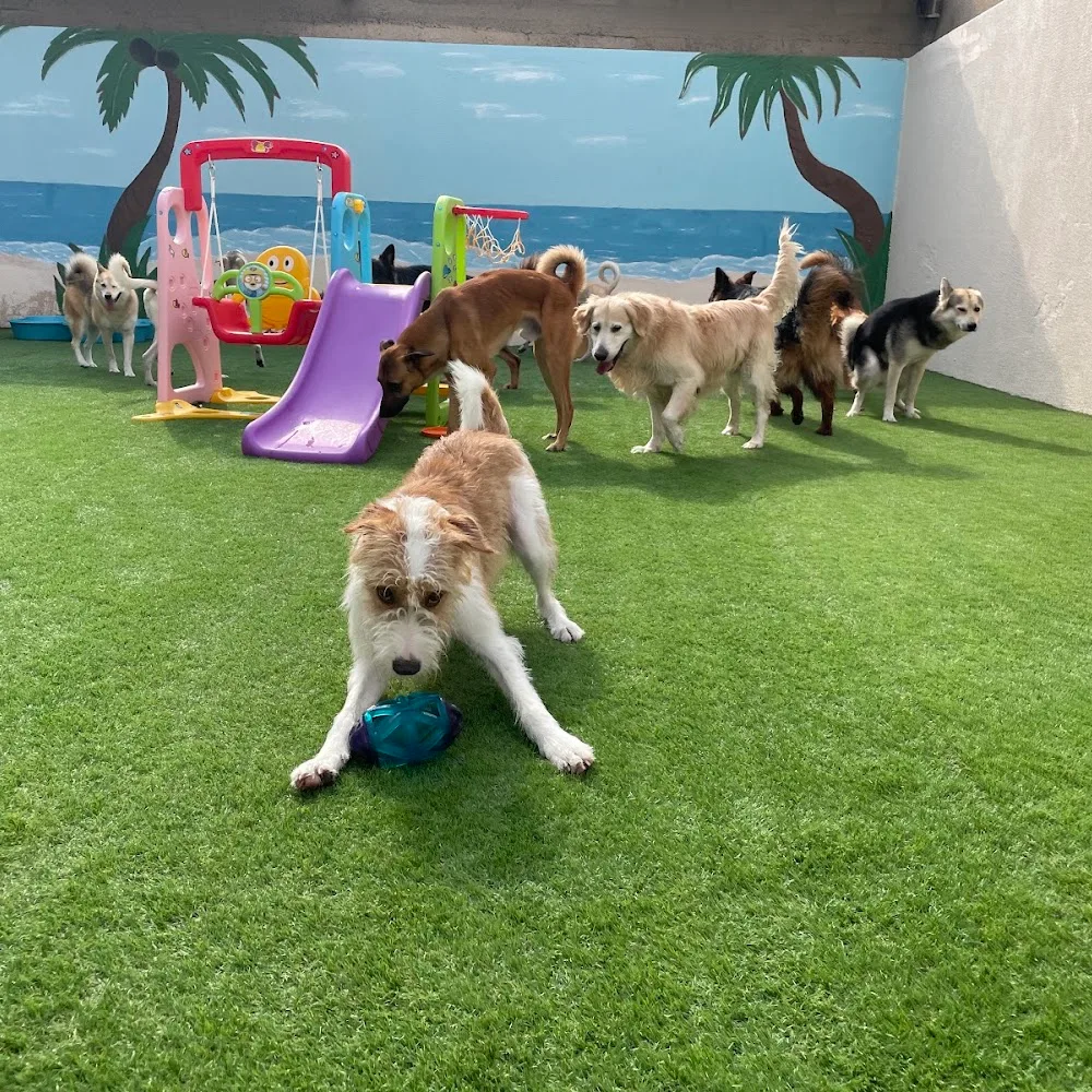 My Buddy Pet Care