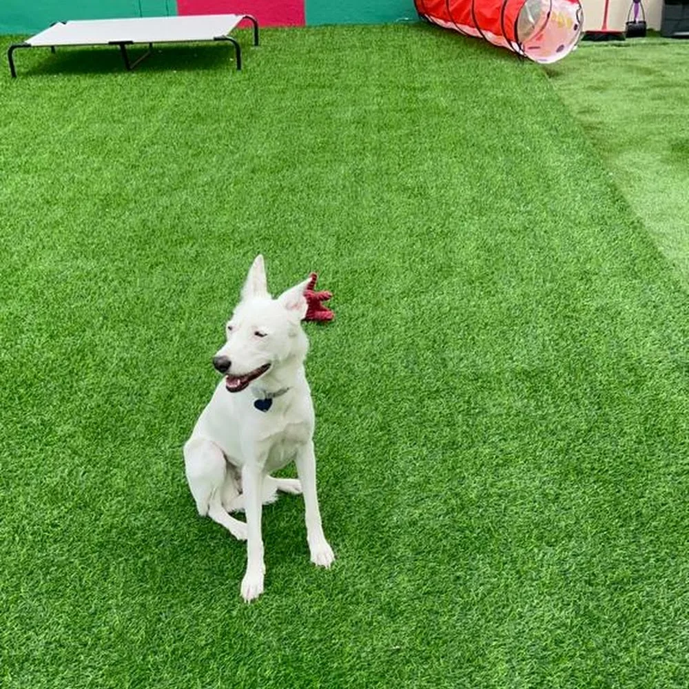 Shoosh World For Domestic Pets Boarding