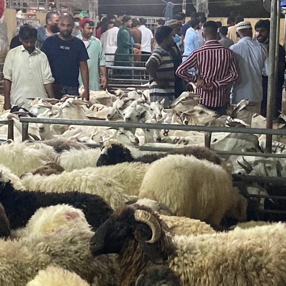 Dubai Cattle Market
