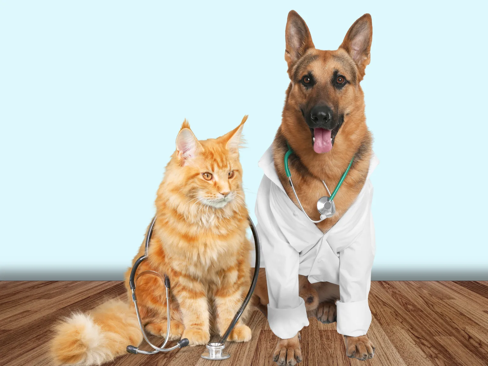 Prime Paws Veterinary Clinic LLC