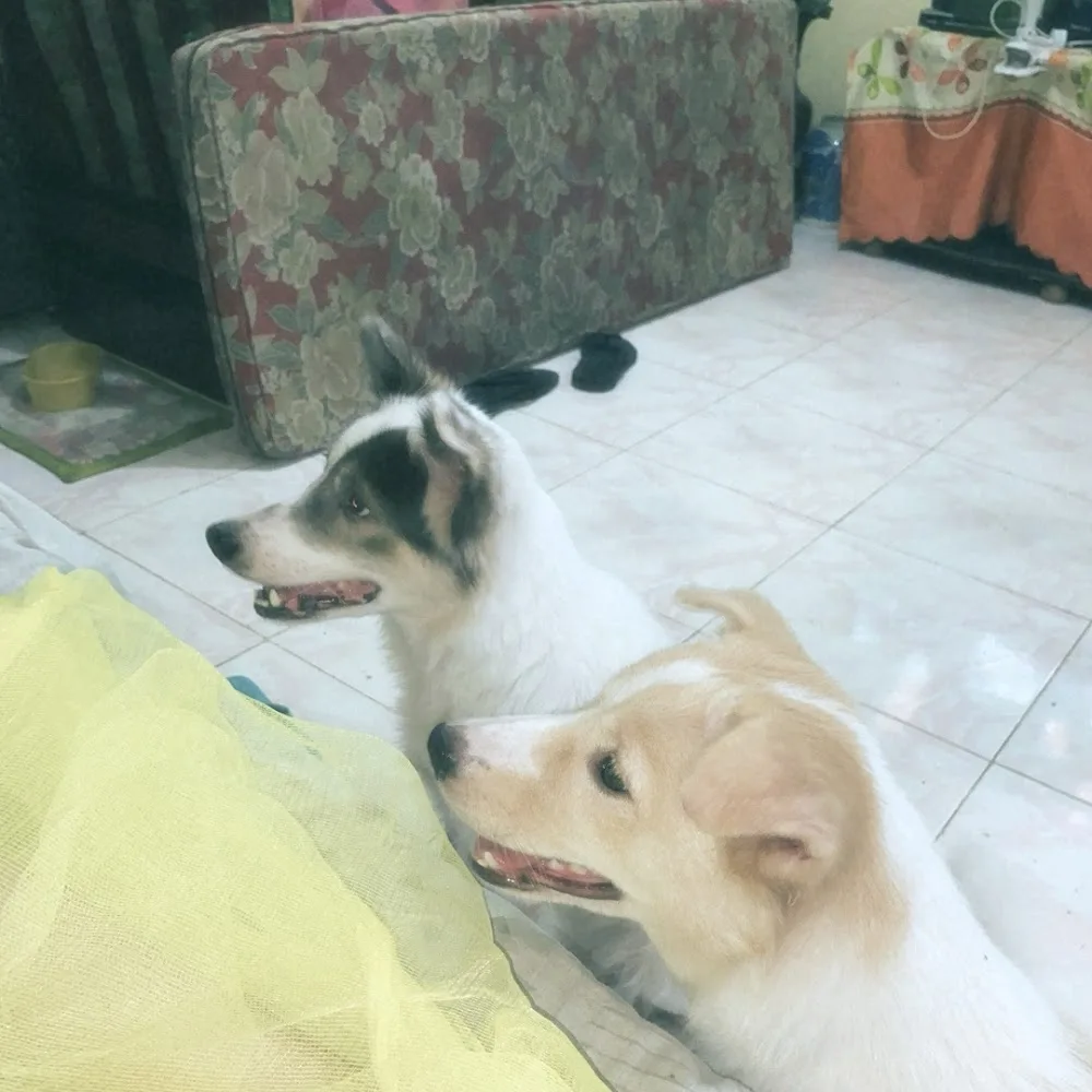VIP Veterinary Clinic
