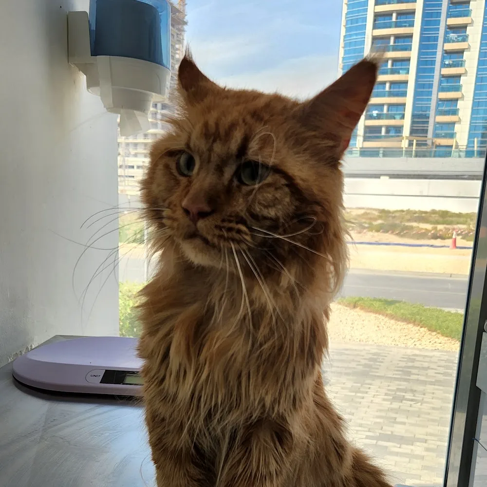 Petopia Veterinary Clinic