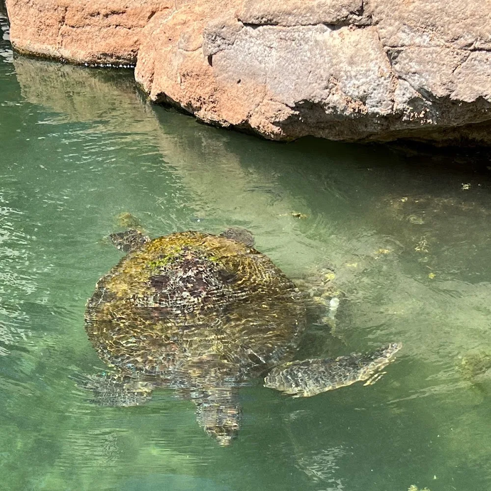 Dubai Turtle Rehabilitation Project