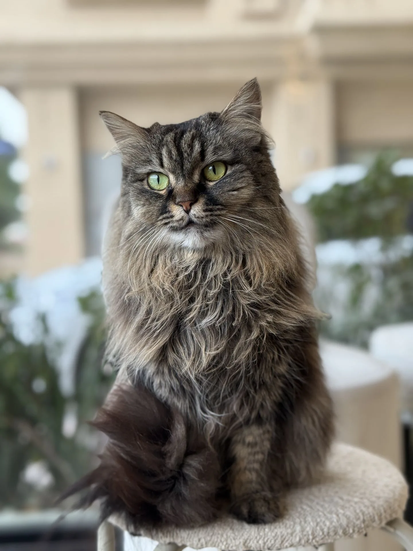 Cat Cafe Vibrissae - Al Safa Park Complex
