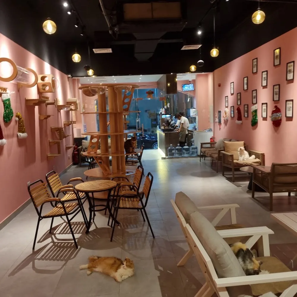 Meet Cat Cafe