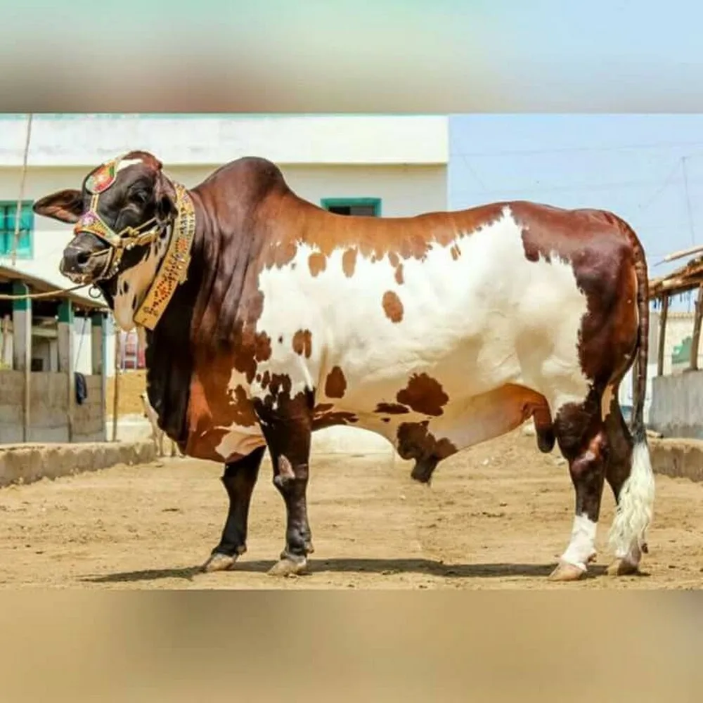 Yanabia Al Safa Meat Trading, Al Wasl