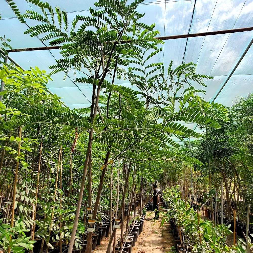 Mazaya nursery