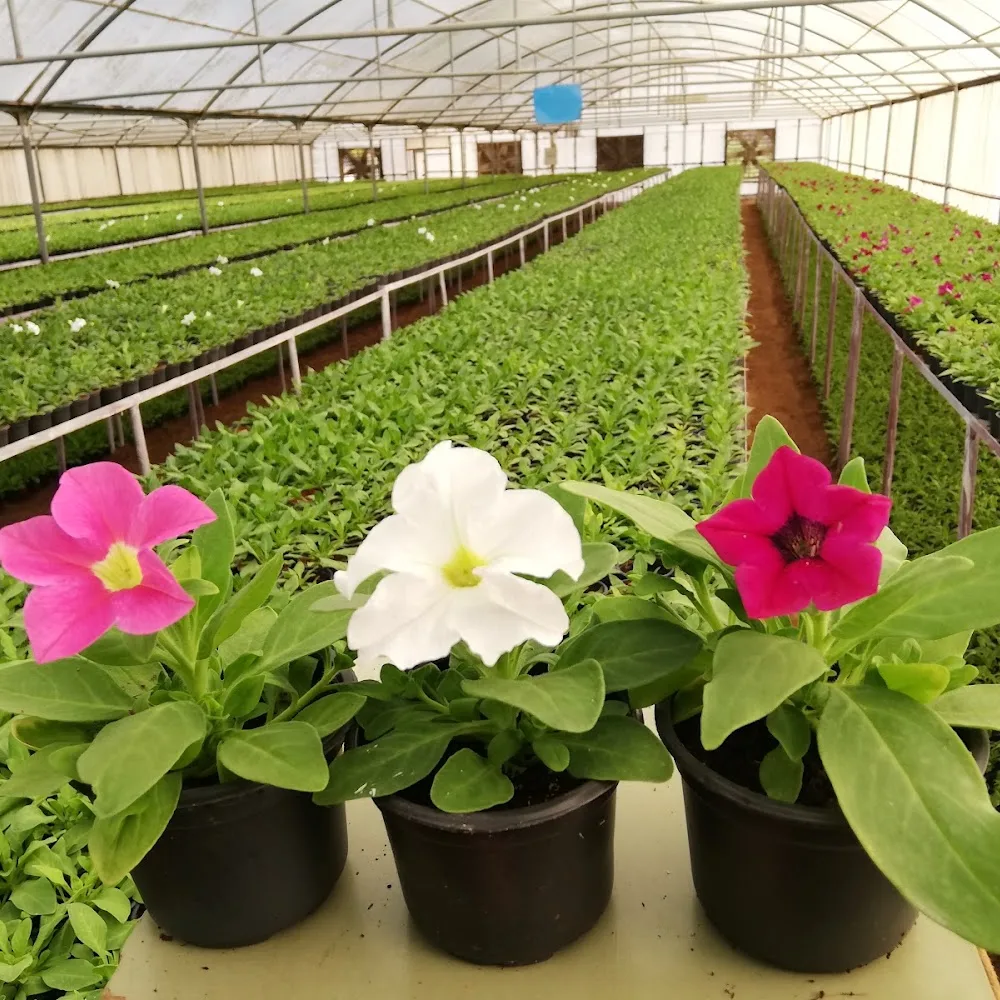 Lamar for Plants Agriculture Co LLC
