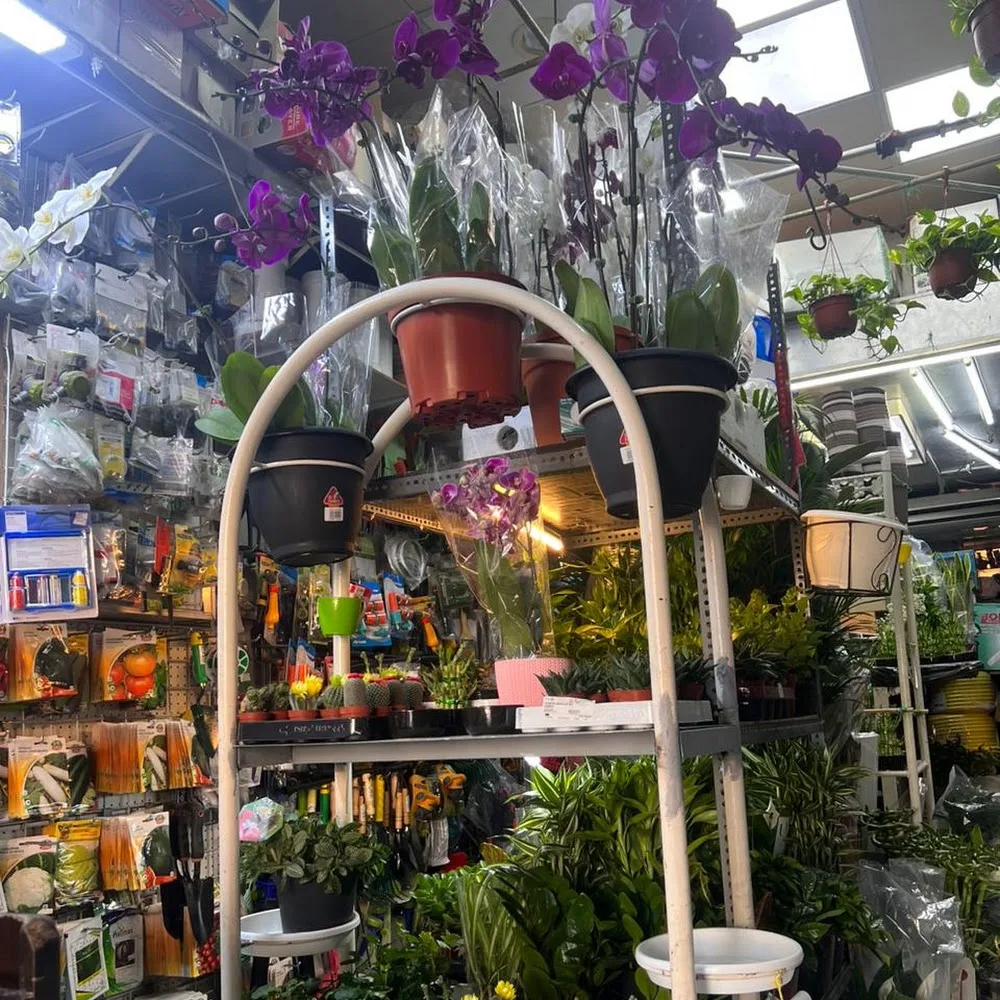 Satwa indoor and outdoor plants mini market