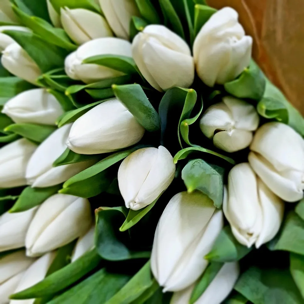La Prima Flora Flowers Trading LLC