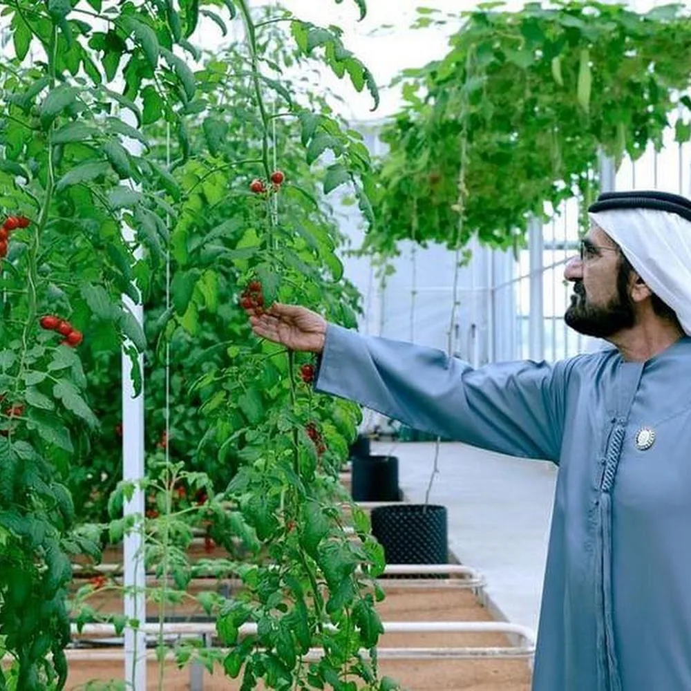 قصر الشيخ / منصور بن زايد آل نهيان