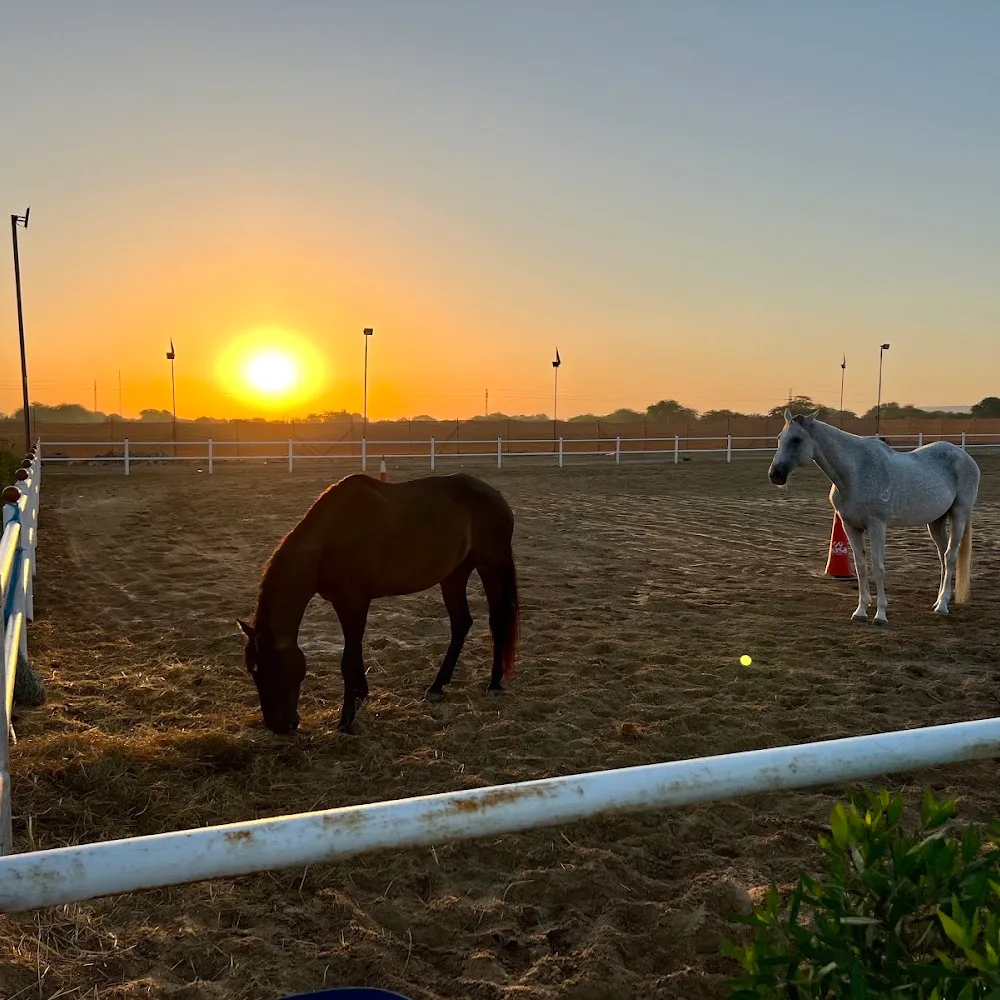 Dubai desert horse ride experience