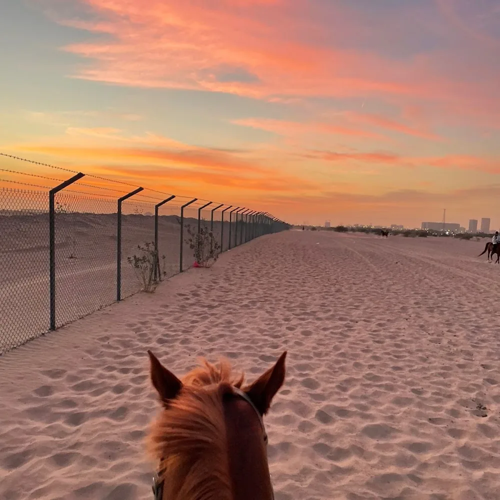 Sahara Stables