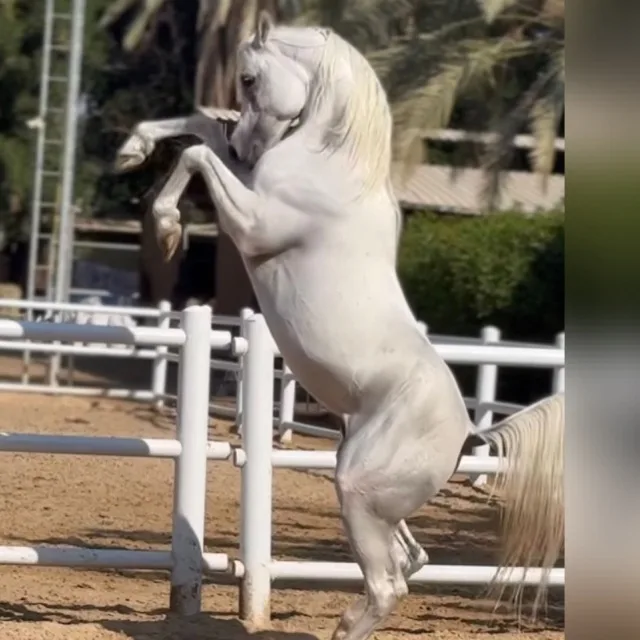 Al Ali Stables Dubai