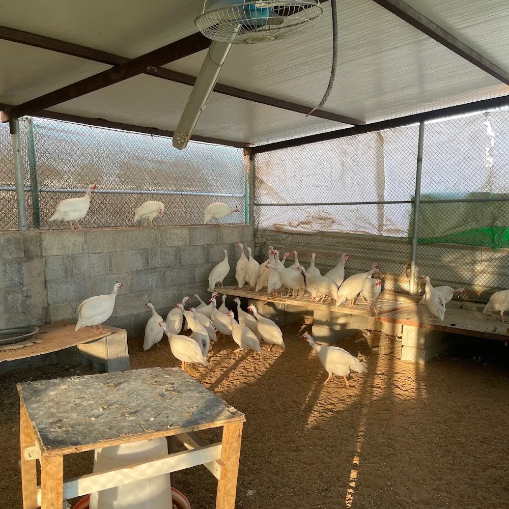 Chicken farm